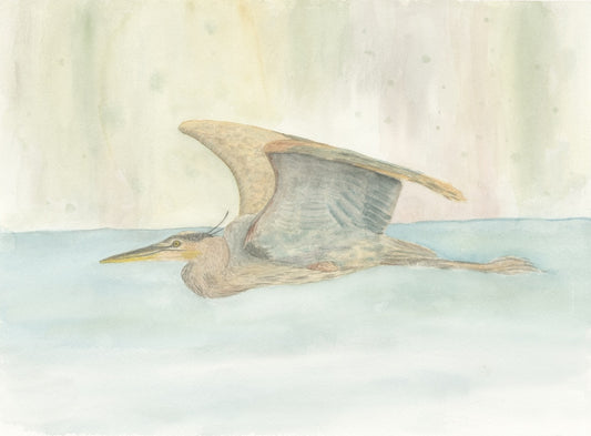 Heron Watercolor