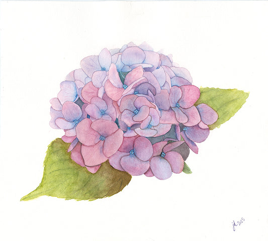 Hydrangea