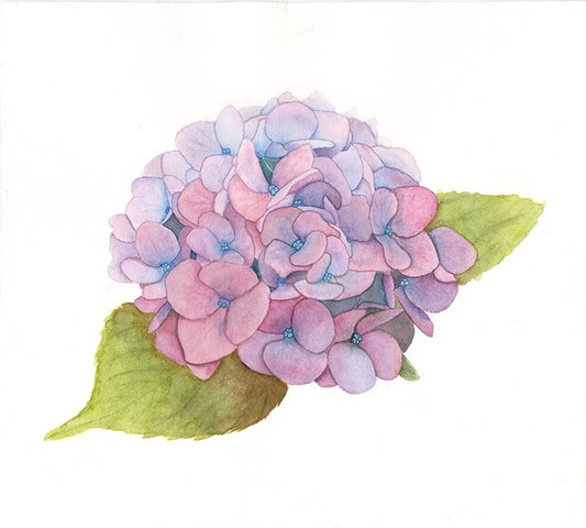 Hydrangea