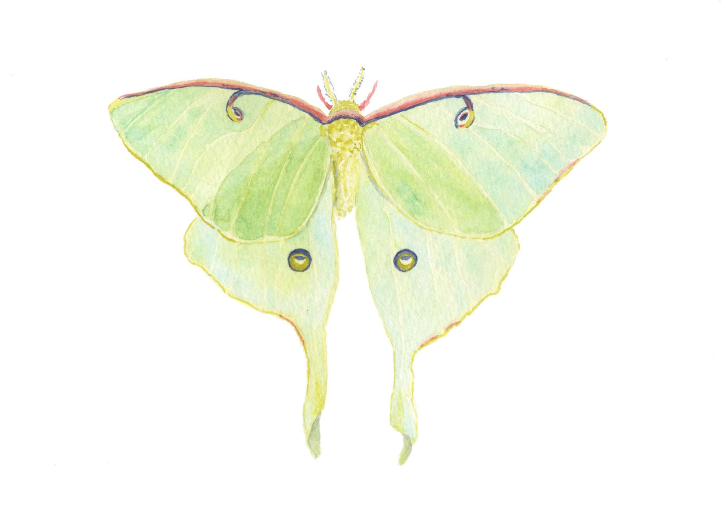 A Magnolia, A Heron & A Luna Moth