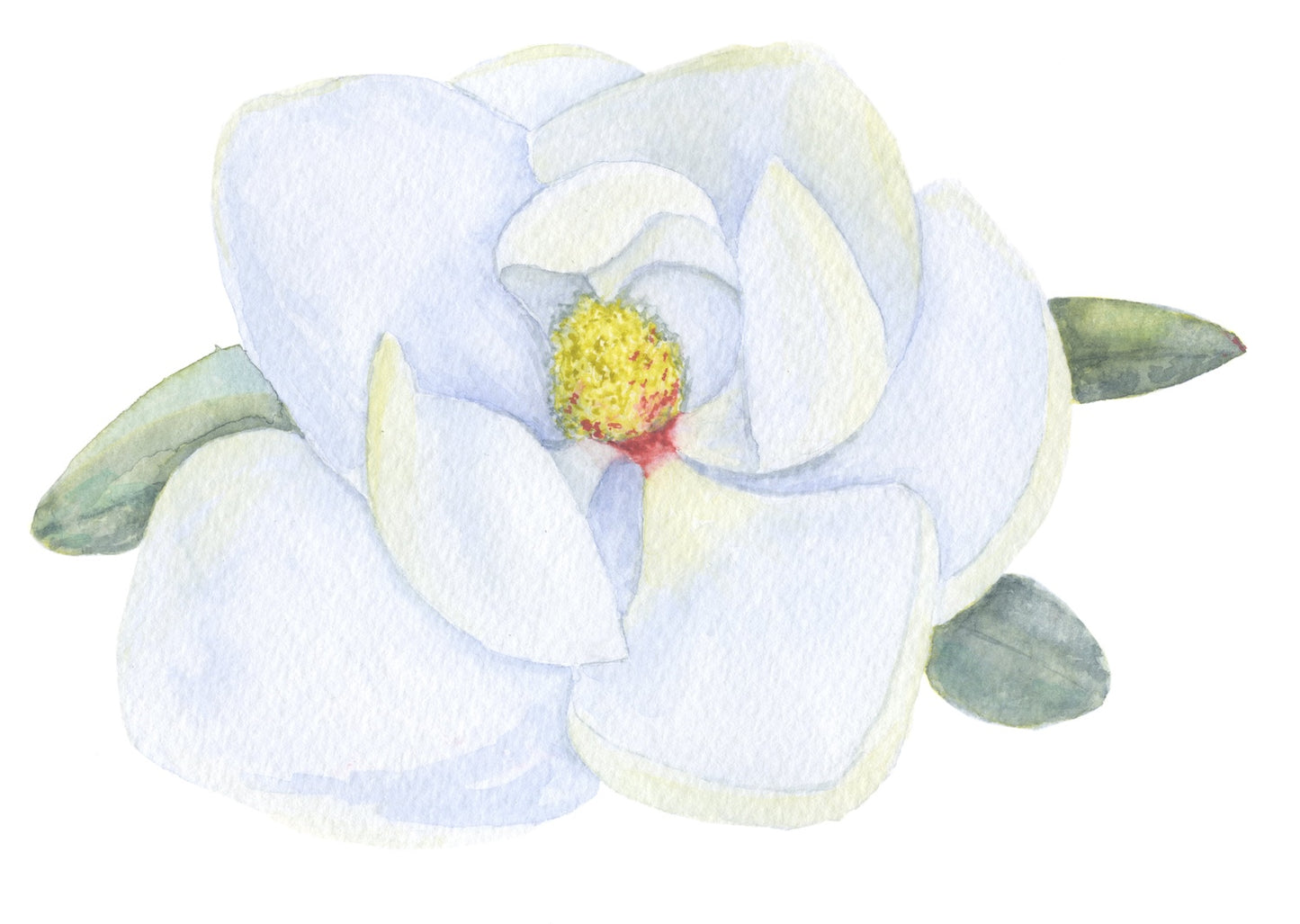 A Magnolia, A Heron & A Luna Moth