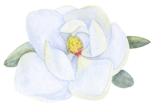 A Magnolia, A Heron & A Luna Moth
