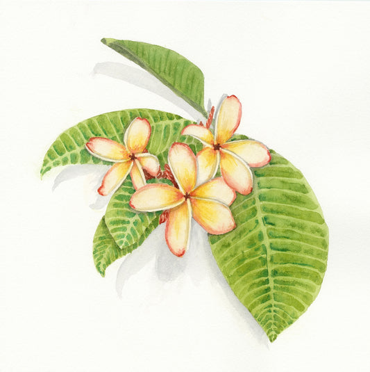 Watercolor Plumeria